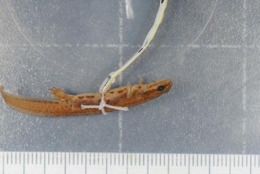 Triturus vulgaris schmidtleri raxworthy - Image of specimen 1987.1038