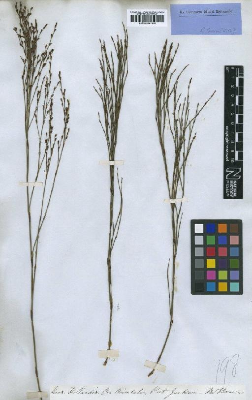 Chordifex fastigiatus (R.Br.) B.G.Briggs & L.A.S.Johnson - BM000991305