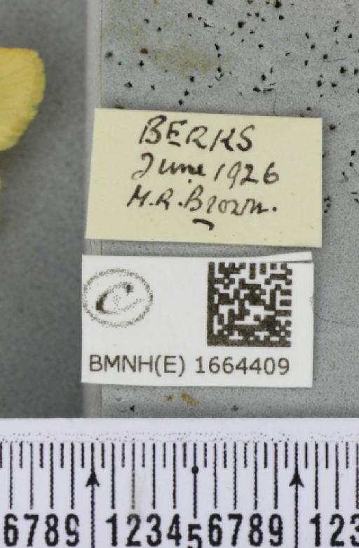 Wittia sororcula (Hufnagel, 1766) - BMNHE_1664409_label_290331