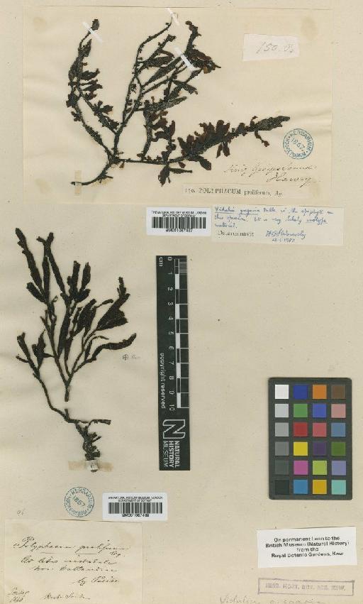 Osmundaria prolifera J.V.Lamour. - BM001067467