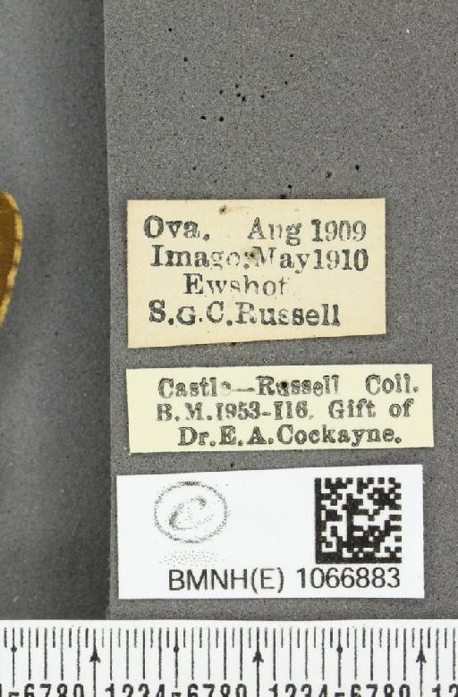 Lasiommata megera ab. quadriocellata Oberthür, 1909 - BMNHE_1066883_label_28618