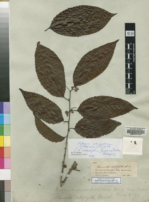 Xylosma calophylla Griseb. ex Eichler - Spruce - BM000624206