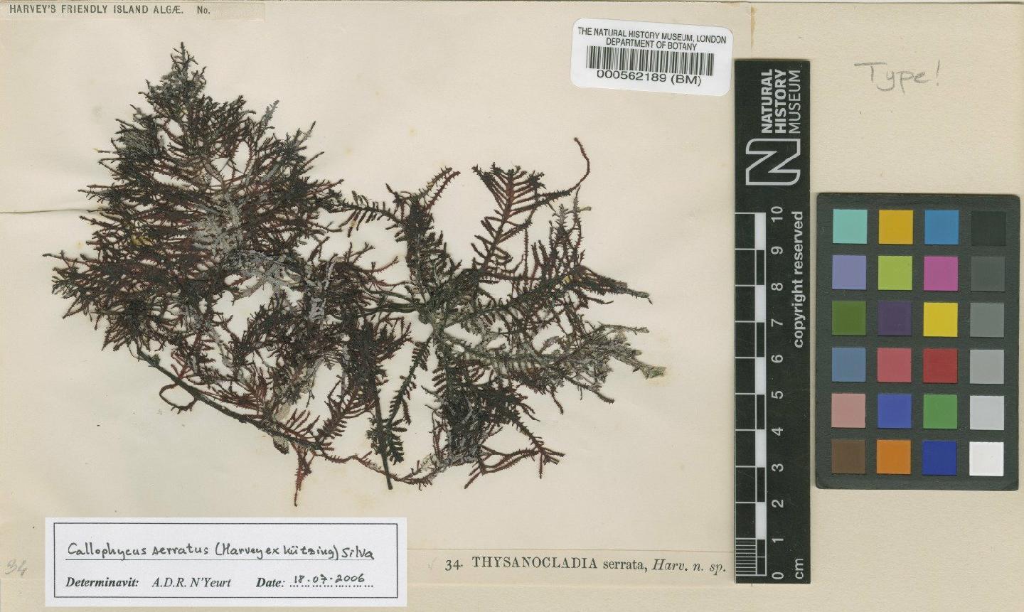 To NHMUK collection (Callophycus serratus (Harv. ex Kütz.) P.C.Silva; Type; NHMUK:ecatalogue:4784902)