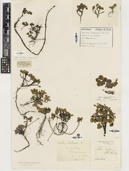 Salix herbacea L. - BM001165257