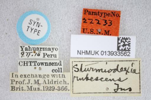 Sturmiodexia rubescens Townsend, 1919 - Sturmiodexia rubescens ST labels
