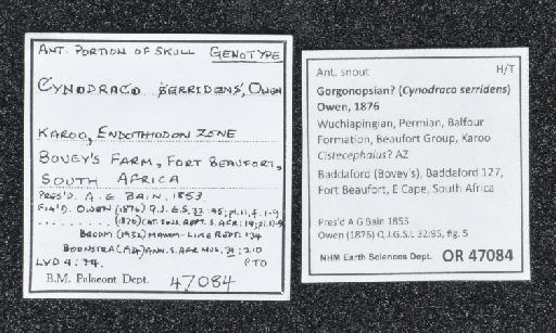 Gorgonopsia? - NHMUK PV OR 47084 - labels