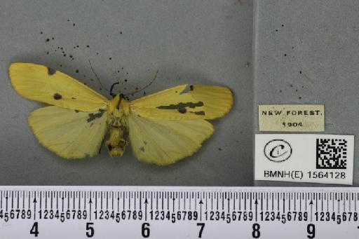 Lithosia quadra (Linnaeus, 1758) - BMNHE_1564128_285559