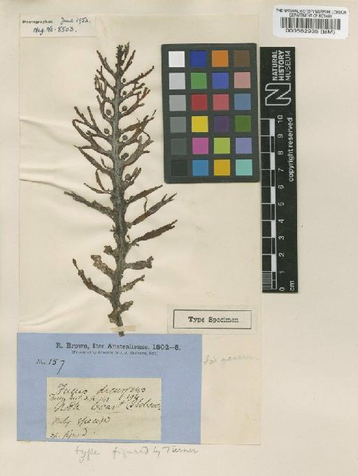 Sargassum decurrens (R.Br. ex Turner) C.Agardh - BM000562935