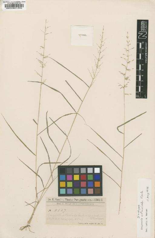 Eragrostis orthoclada Hack. - BM000523823