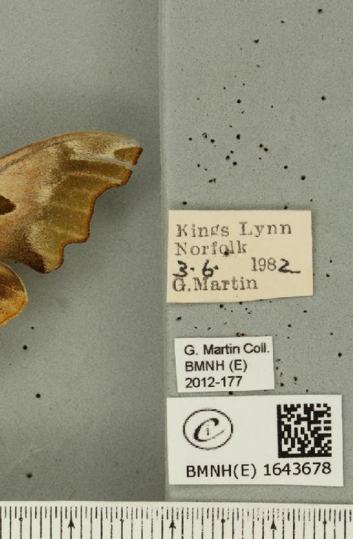 Mimas tiliae (Linnaeus, 1758) - BMNHE_1643678_label_240563