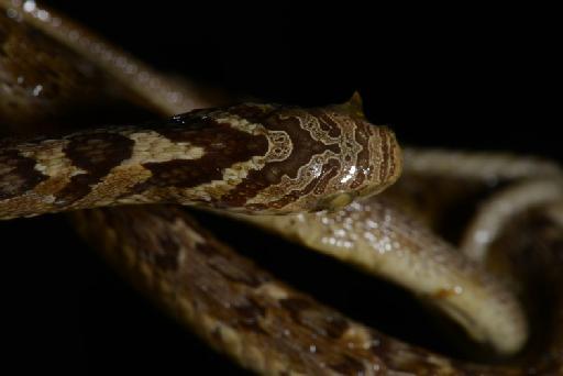 Dasypeltis scabra Linnaeus, 1758 - DSC_4981 Dasypeltis scabra 1887.12.1.19.JPG