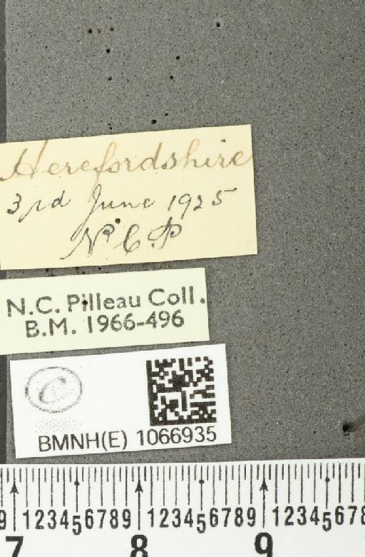 Lasiommata megera ab. postannulata Lempke, 1957 - BMNHE_1066935_label_30092