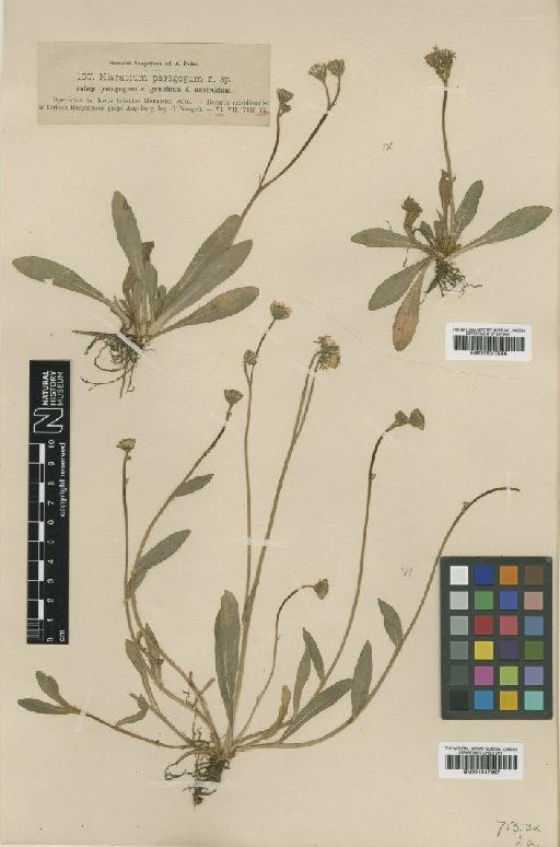Hieracium paragogum f. extriatum Nägeli & Peter - BM001047867
