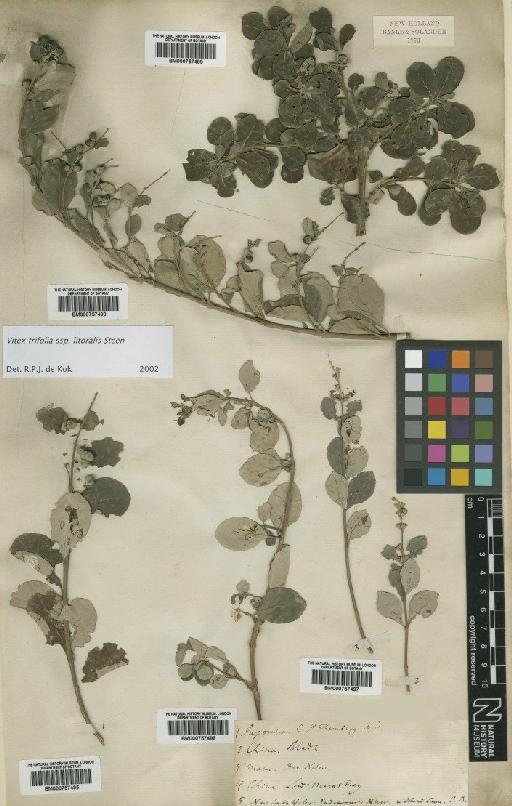 Vitex trifolia subsp. litoralis Steenis - BM000757499