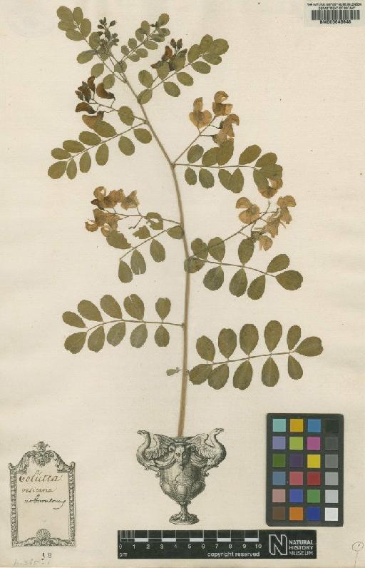 Colutea arborescens L. - BM000646648