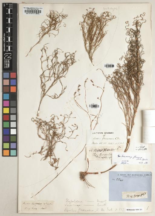 Desmocladus flexuosus (R.Br.) B.G.Briggs & L.A.S.Johnson - BM001234619a