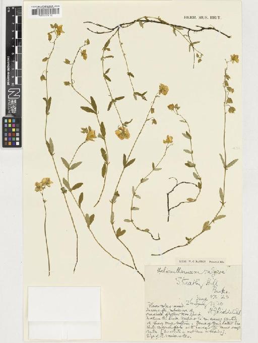 Helianthemum nummularium (L.) Mill - BM001074125