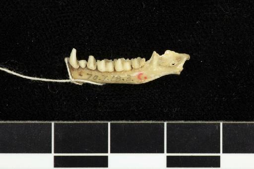 Phyllorhina swinhoei Peters, 1871 - 1870_7_18_3-Phyllorhina_swinhoii-Syntype-Skull-mandible-lateral