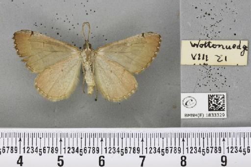 Aplocera plagiata plagiata (Linnaeus, 1758) - BMNHE_1833329_406422