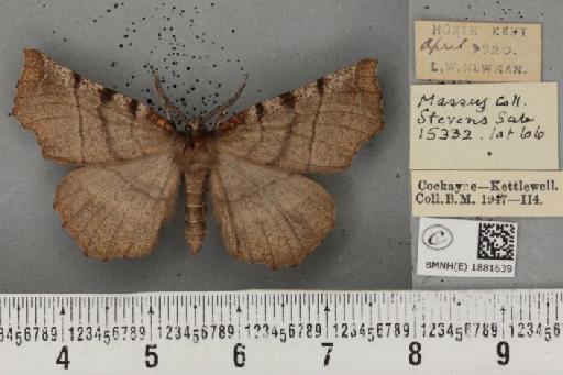 Selenia dentaria ab. nigrobrunneata Smith, 1950 - BMNHE_1881639_447048