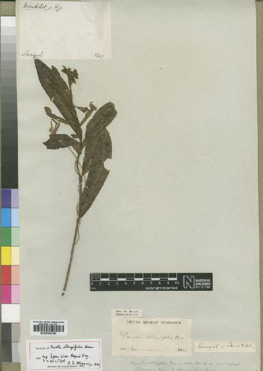 Pavetta oblongifolia Bremek - BM000903483