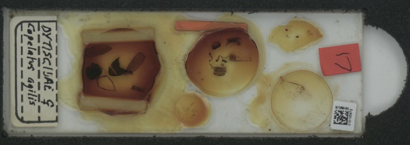 Copelatus haemorrhoidalis thumbnail