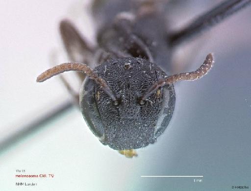 Prosopis melanosoma Cockerell, 1920 - Prosopis melanosoma Cockerell 969520 type female Face 1x2,5