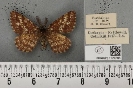 Ematurga atomaria (Linnaeus, 1758) - BMNHE_1920306_486180