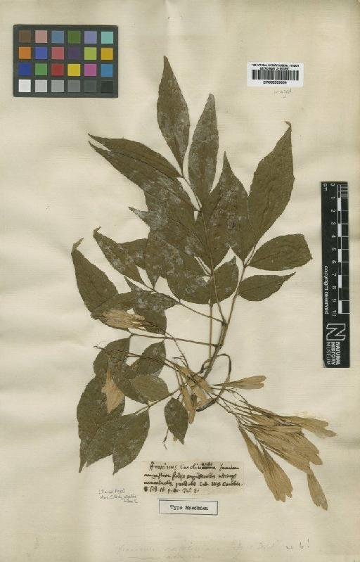 Fraxinus caroliniana Mill - BM000906664
