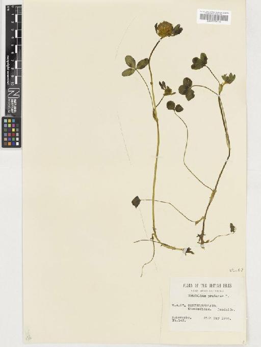 Trifolium pratense L. - BM001036742