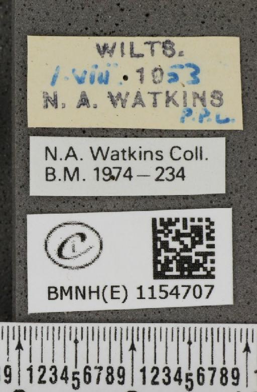 Lysandra coridon ab. semifowleri-margino Bright & Leeds, 1938 - BMNHE_1154707_label_106017