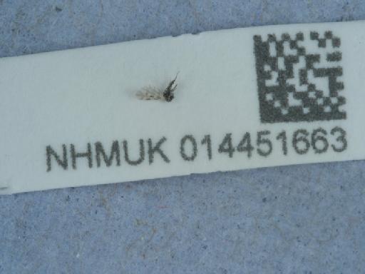 Culicoides (Culicoides) grisescens Edwards, 1939 - 014451663_2