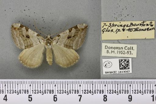 Aplocera plagiata plagiata (Linnaeus, 1758) - BMNHE_1833067_406150