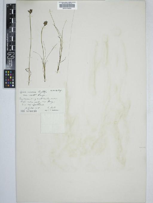 Carex maritima Gunnerus - BM000785590 C