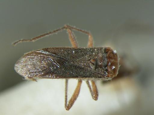 Aethalotus lividipennis Bergroth - Hemiptera: Aethalotus Liv