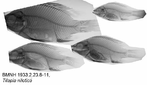 Tilapia nilotica (Linnaeus, 1758) - BMNH 1933.2.23.8-11, Tilapia nilotica, Radiograph