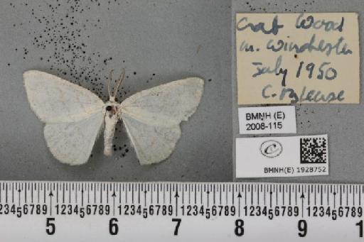 Cabera pusaria (Linnaeus, 1758) - BMNHE_1928752_494715