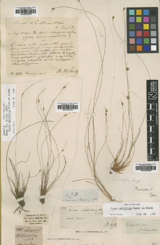 Carex setifolia Kuntze - BM000938433