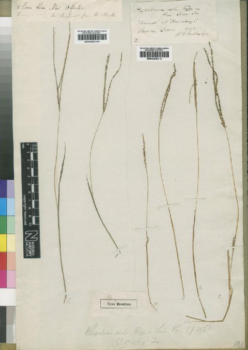 Digitaria exilis (Kippist) Stapf - BM000923316