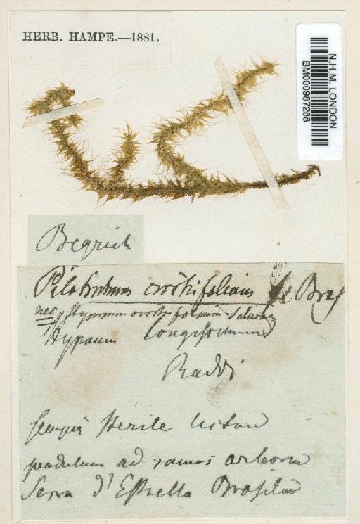 Spiridentopsis longissima (Raddi) Broth. - BM000987288