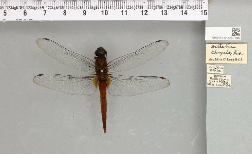 Orthetrum chrysis (Selys, 1891) - 011253196_803424_1256030_2