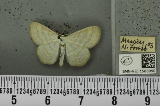 Scopula immutata (Linnaeus, 1758) - BMNHE_1586990_270266