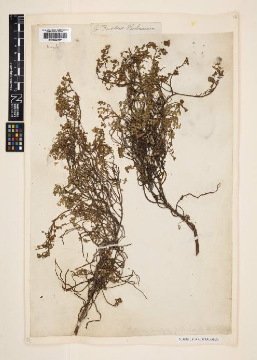Pimelea prostrata Willd. - 000829814