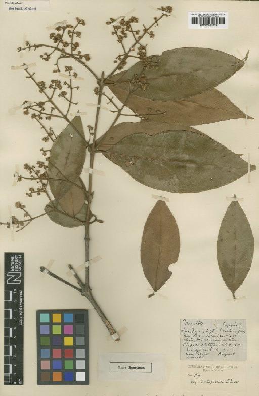 Myrcia chapadensis S.Moore - BM000953629