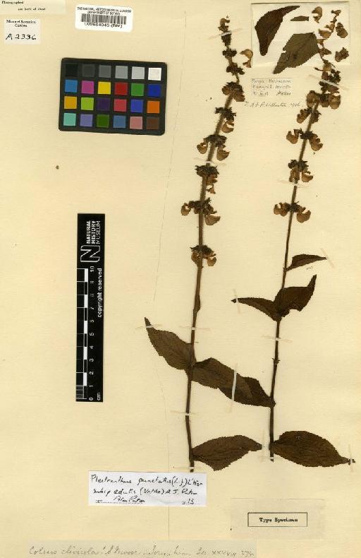 Plectranthus punctatus subsp. edulis (Vatke) A.J.Paton - BM000564045