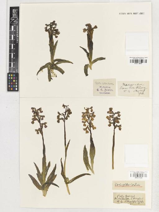 Anacamptis morio (L.) R.M.Bateman, Pridgeon & M.W.Chase - BM001138288