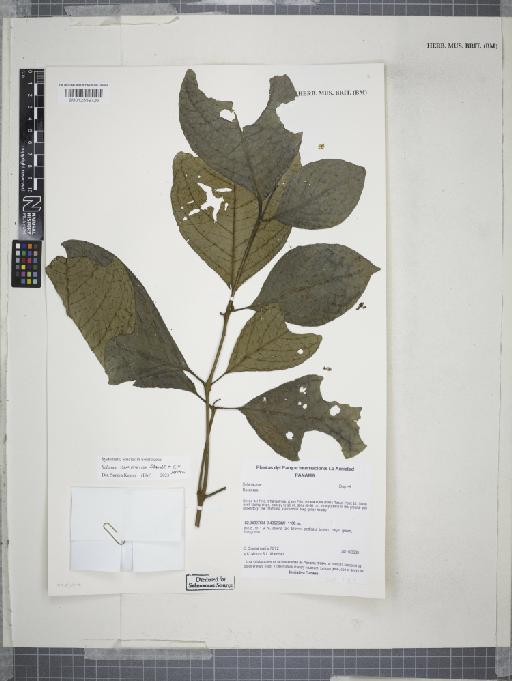 Solanum ramonense C.V.Morton & Standl. - 012559726