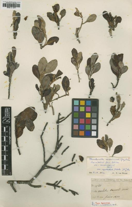 Planchonella spathulata Pierre - BM001015920