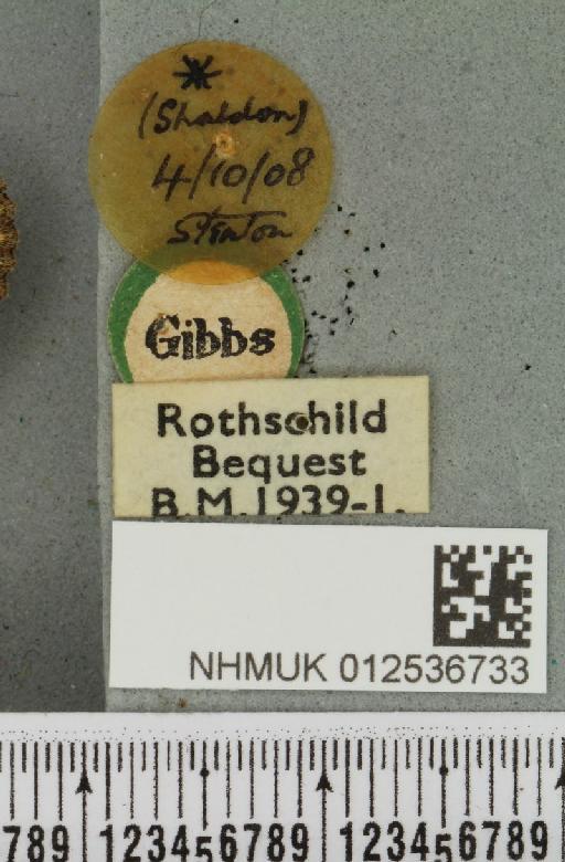 Polymixis lichenea ab. ochracea Siviter Smith, 1942 - NHMUK_012536733_label_645952