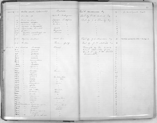 Ostrea Linnaeus, 1758 - Zoology Accessions Register: Mollusca: 1900 - 1905: page 40